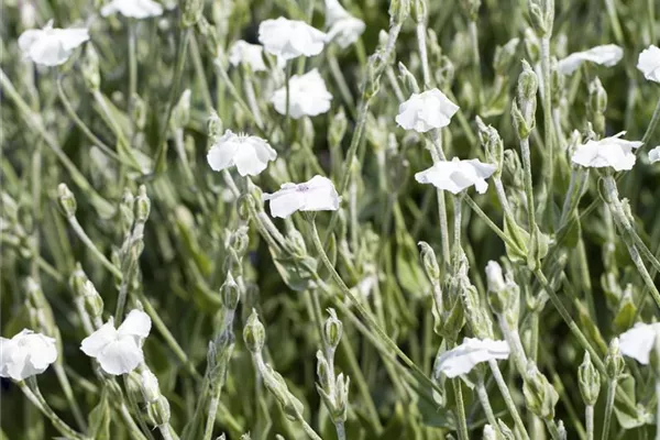 Vexiernelke 'Alba'
