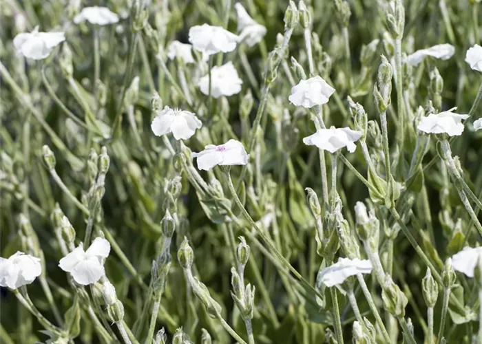 Lychnis coronaria 'Alba'
