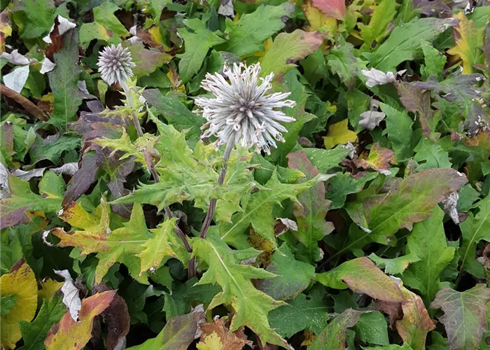 Echinops bannaticus 'Star Frost'
