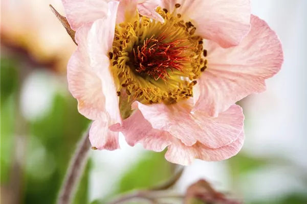 Garten-Nelkenwurz 'Mai Tai'