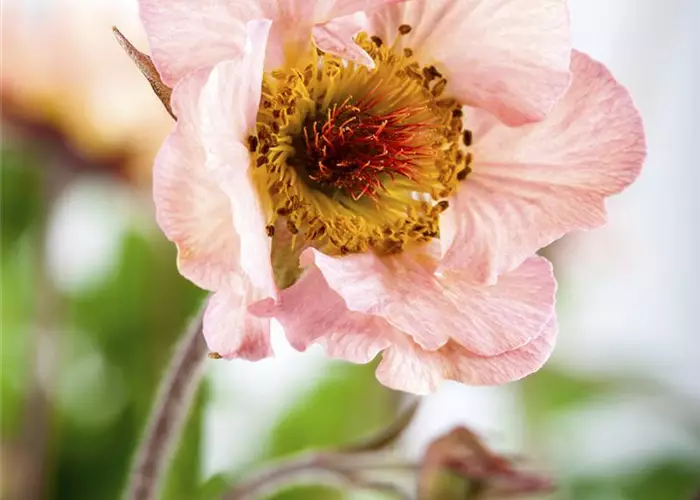 Geum x cult.'Mai Tai'