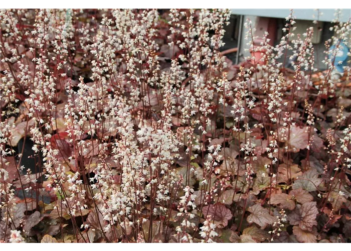 Heucherella(x) tiarell.'Quicksilver'-R-
